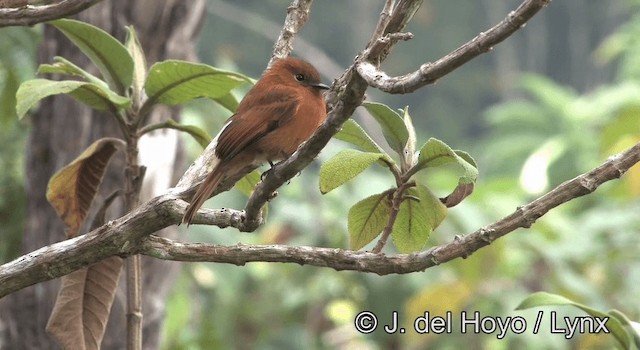 Cinnamon Flycatcher (Santa Marta) - ML201195521