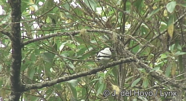 Titira Enmascarado - ML201195541