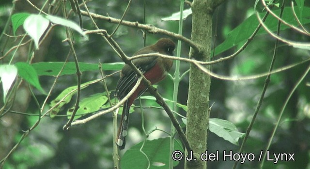 Maskeli Trogon - ML201195551