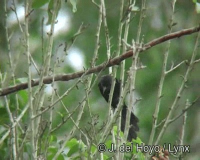 Oriole variable (groupe pyrrhopterus) - ML201195591