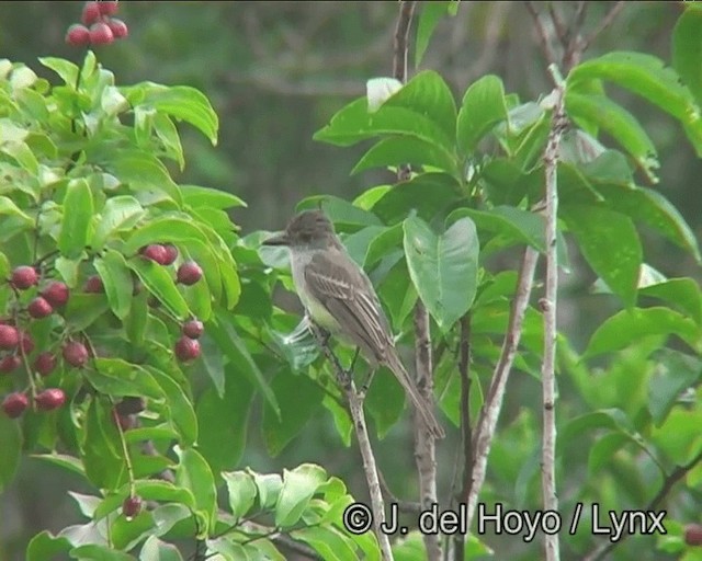 Swainson's Flycatcher (swainsoni Group) - ML201195641