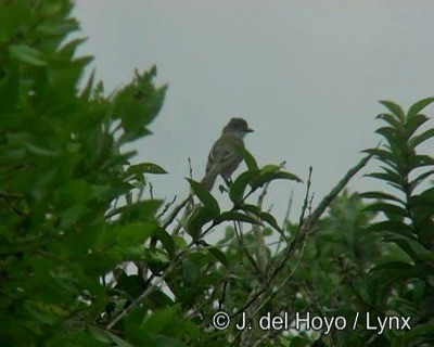 Swainson's Flycatcher (swainsoni Group) - ML201195651