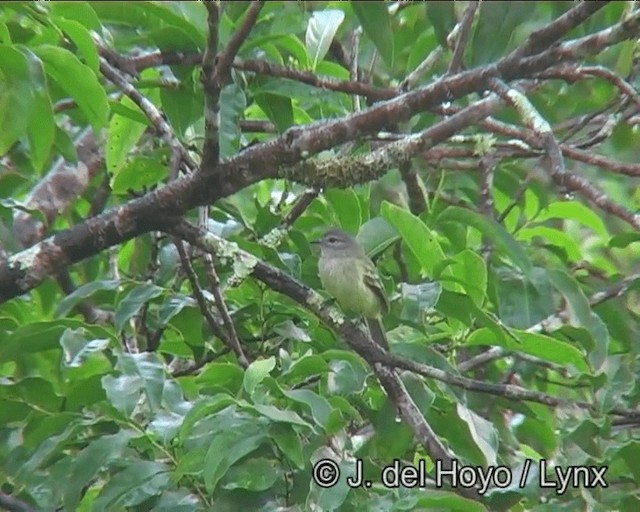 Forest Elaenia - ML201195671