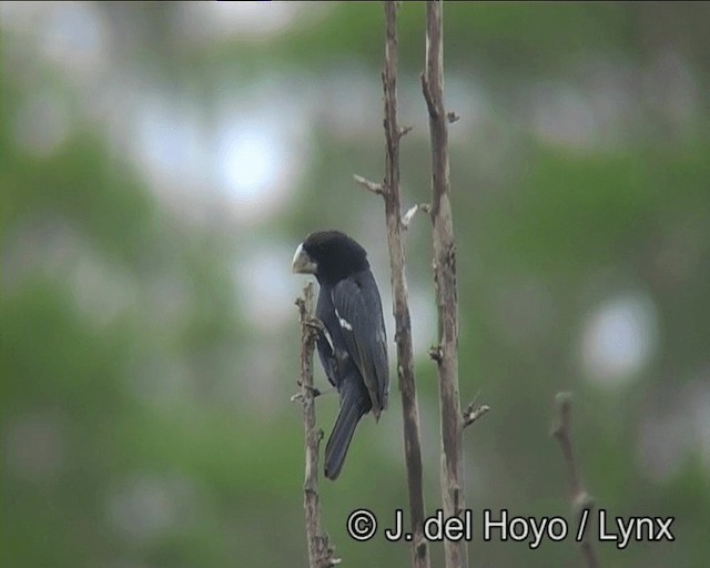 Great-billed Seed-Finch - ML201195701