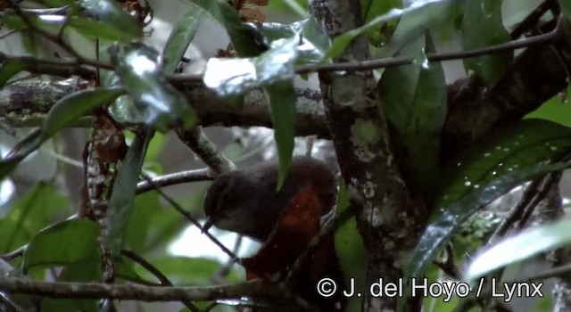 Sulawesi Bush Warbler - ML201195791
