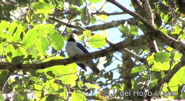 Pygmy Cuckooshrike - ML201195811