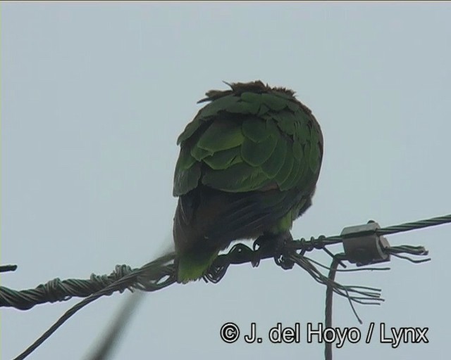 Turquoise-fronted Amazon - ML201195891