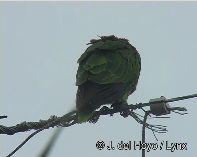 Turquoise-fronted Parrot - ML201195891