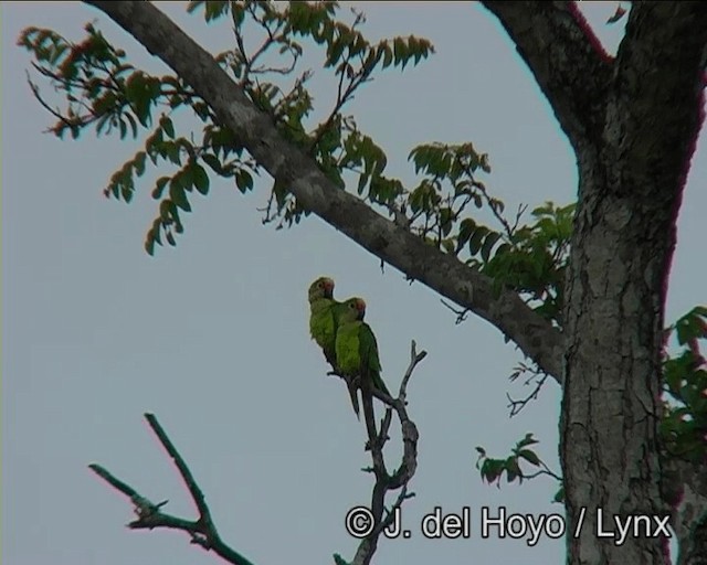 テツバシメキシコインコ - ML201196021