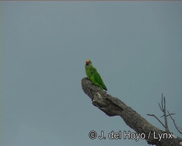 テツバシメキシコインコ - ML201196031