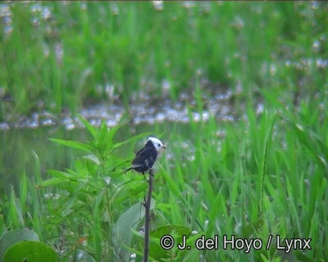 White-headed Marsh Tyrant - ML201196041