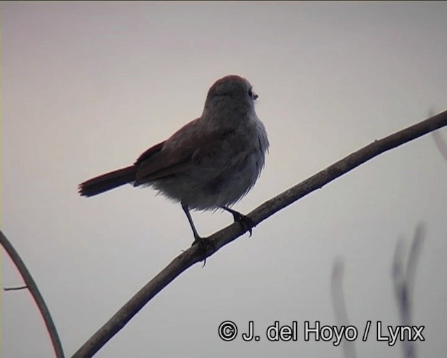 White-headed Marsh Tyrant - ML201196051