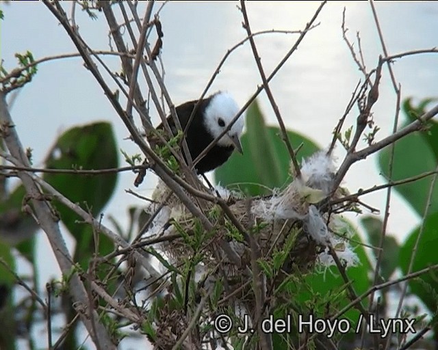 White-headed Marsh Tyrant - ML201196071