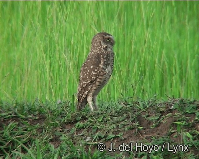 Burrowing Owl (grallaria) - ML201196091