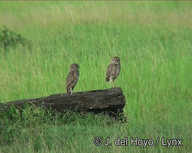 Burrowing Owl (grallaria) - ML201196101