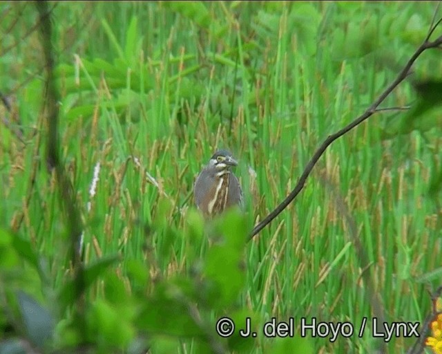 Garcilla Azulada (striata) - ML201196151