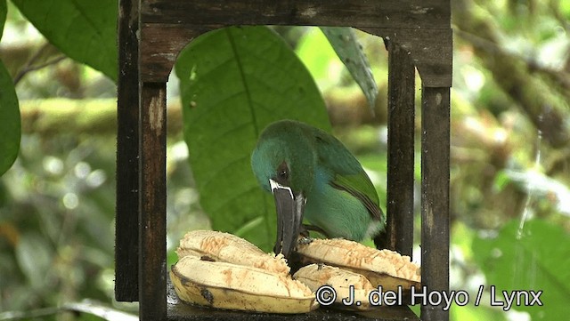 Crimson-rumped Toucanet - ML201196211