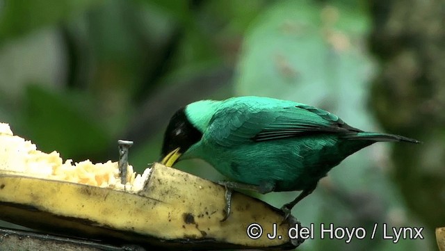 Mielerito Verde - ML201196221