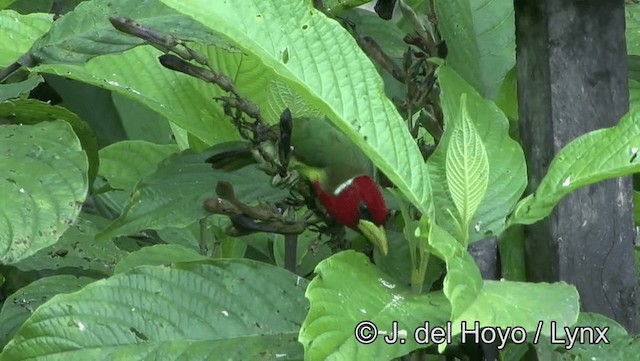 Red-headed Barbet - ML201196231