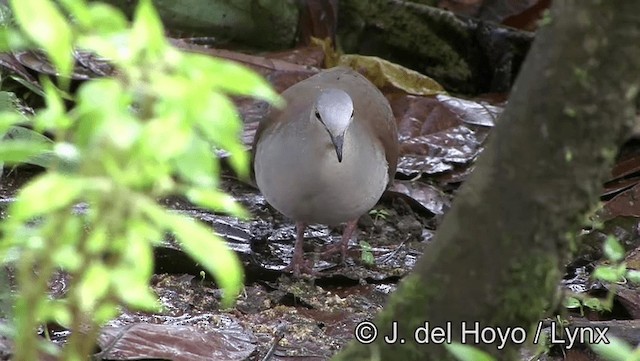 Pallid Dove - ML201196291