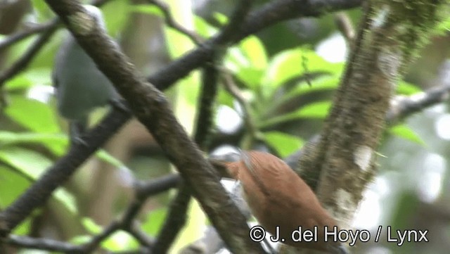 White-lined Tanager - ML201196361