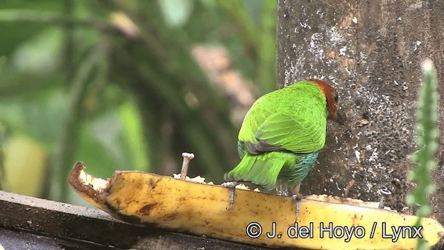 Tangara Cabecibaya (grupo albertinae) - ML201196391