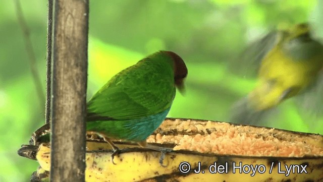 Tangara Cabecibaya (grupo albertinae) - ML201196401