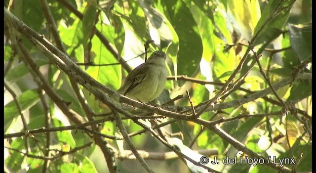 Guianan Tyrannulet - ML201196491