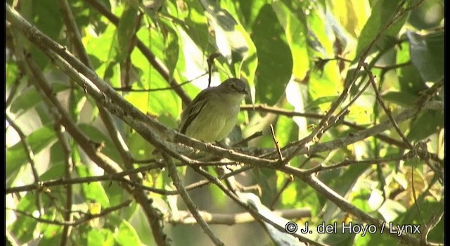 Guianan Tyrannulet - ML201196501