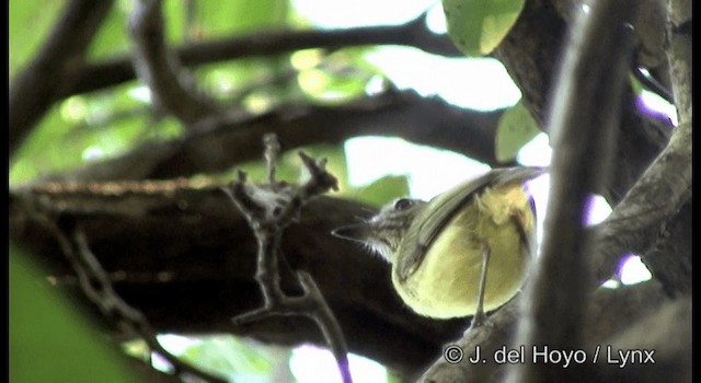 Stripe-necked Tody-Tyrant - ML201196511