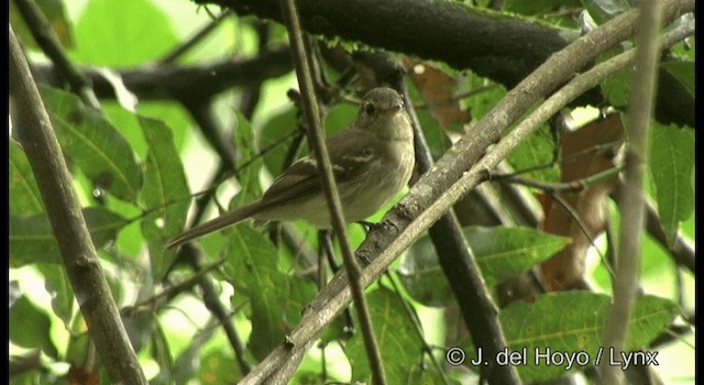 Euler's Flycatcher (Lawrence's) - ML201196521