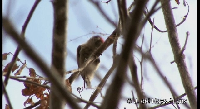 Ochraceous Piculet - ML201196541