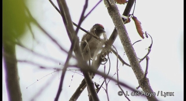 Ochraceous Piculet - ML201196551