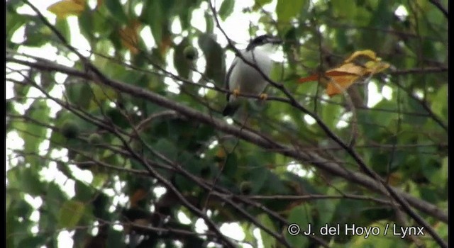 Hooded Tanager - ML201196561