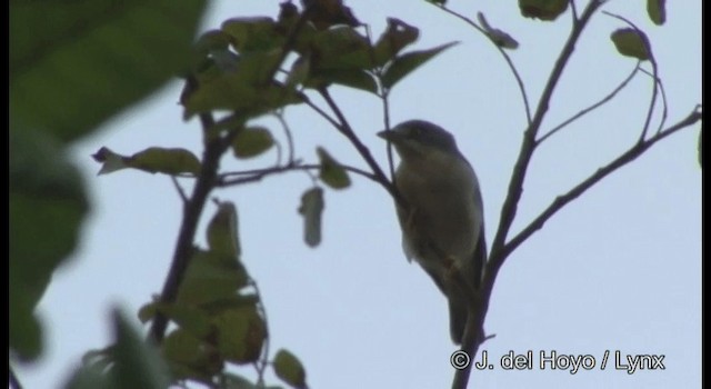 Hooded Tanager - ML201196571
