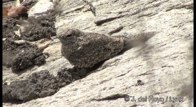 Pygmy Nightjar - ML201196581