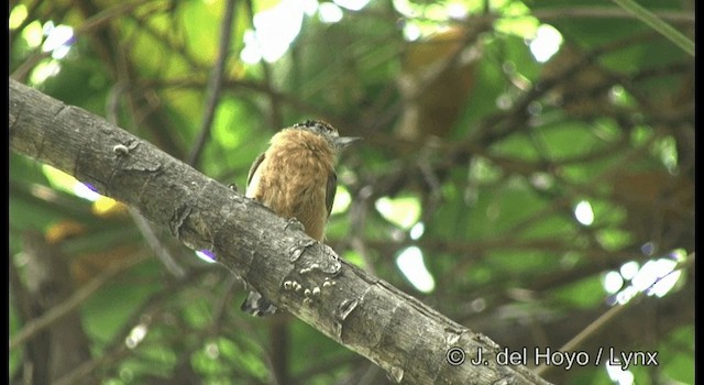 Ochraceous Piculet - ML201196621