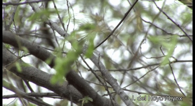 Pearly-vented Tody-Tyrant - ML201196651