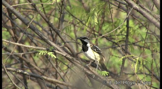 Stripe-backed Antbird - ML201196661