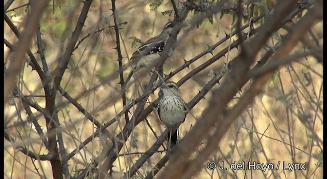 Stripe-backed Antbird - ML201196671