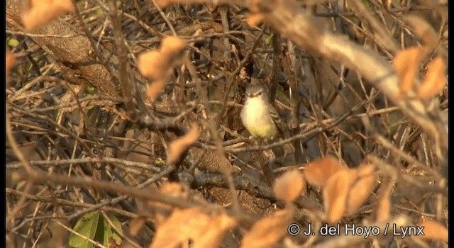 White-crested Tyrannulet (Sulphur-bellied) - ML201196681