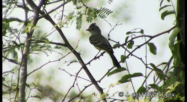 Southern Scrub-Flycatcher - ML201196691