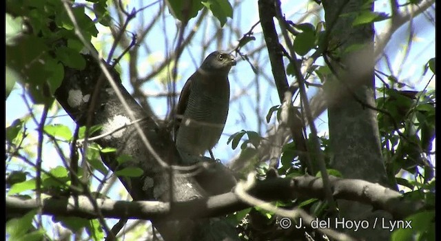 Barred Forest-Falcon - ML201196711