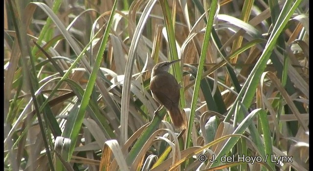 Straight-billed Reedhaunter - ML201196781