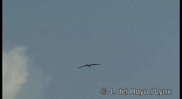 Christmas Island Frigatebird - ML201196821