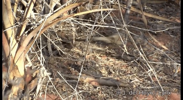 Red-shouldered Spinetail - ML201196881