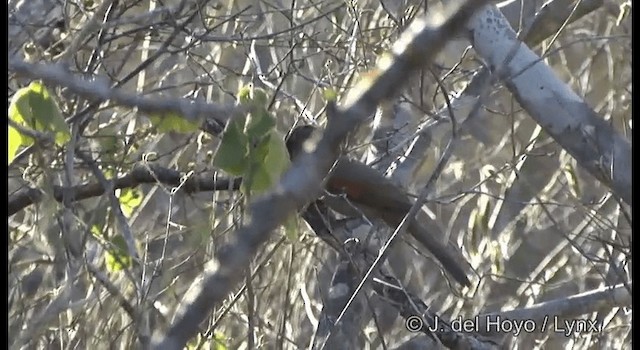 Red-shouldered Spinetail - ML201196901