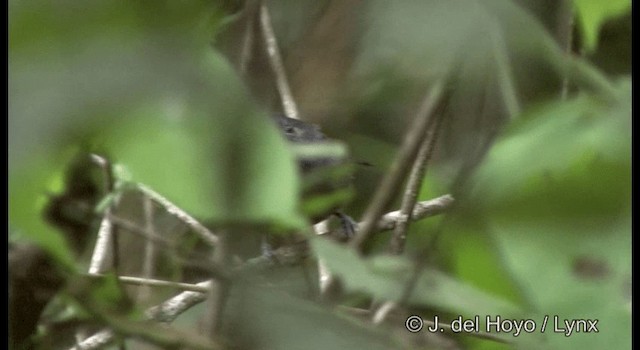 Амазонская муравьянка - ML201196921