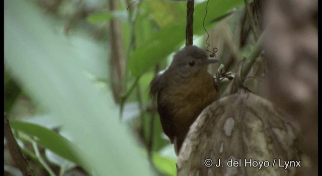 Willis's Antbird - ML201196931