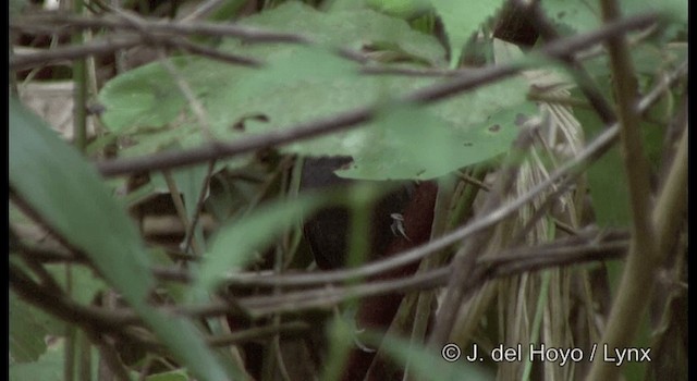 Амазонская муравьянка - ML201196941